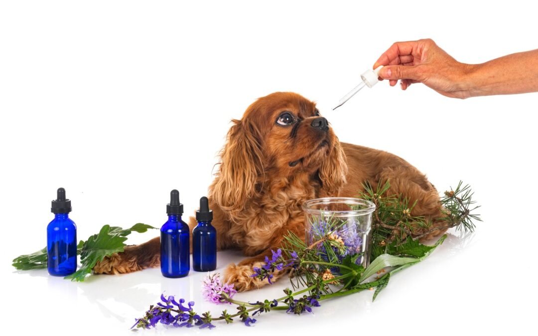 Homeopathy in Veterinary Care